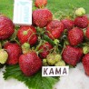 Клубника: сорт Кама
