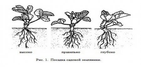 Схема посадки клубники весной