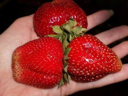 Клубника Мармелада – сладкая ягода