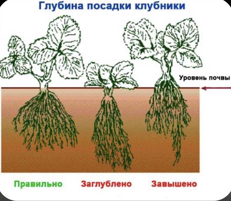 Схема пересадки клубники